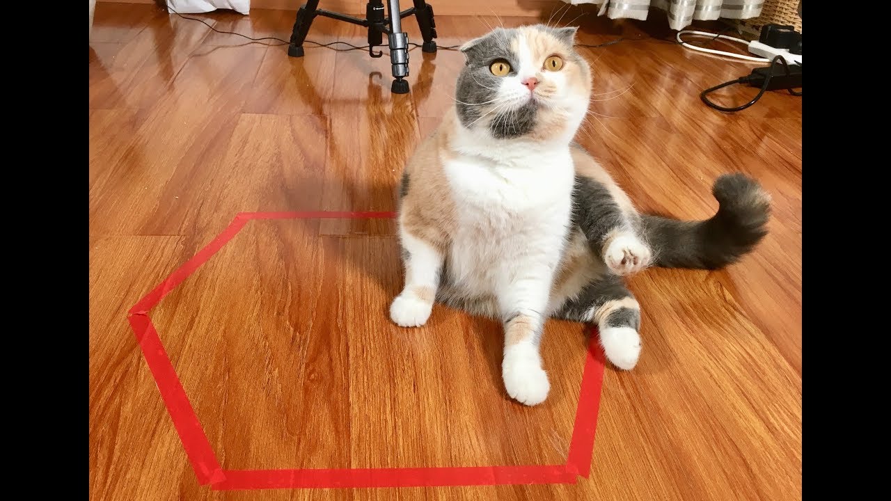 在地上画个圈就能封印猫咪?众猫咪: 我看你是在做梦哦